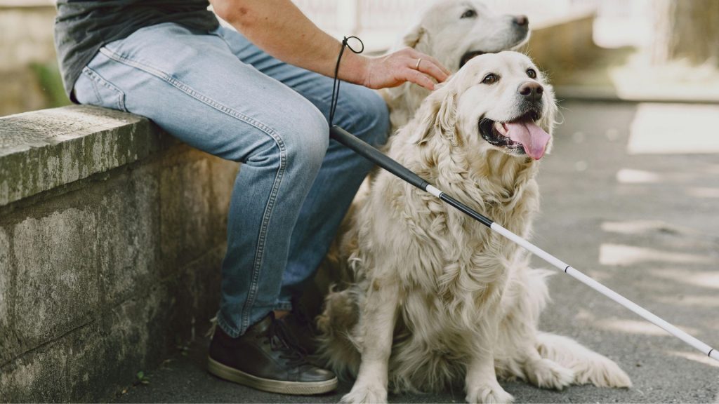 Pies rasy labrador siedzący przy niewidomym mężczyźnie